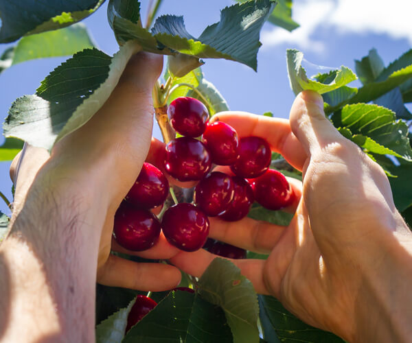 Pick your own cherries in a farm. Enjoy the process of picking and eating.